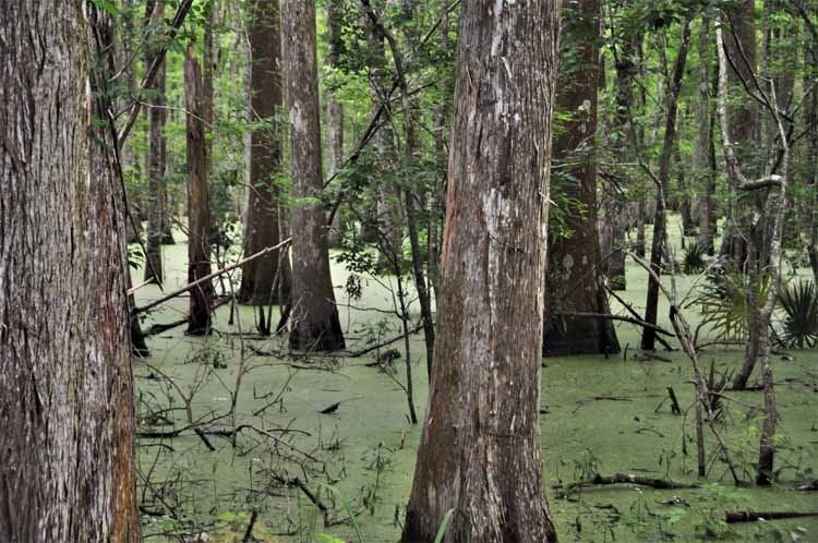 green swamp